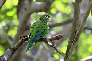 No People Desert Landscape Prints: Cactus parakeet (Eupsittula cactorum)