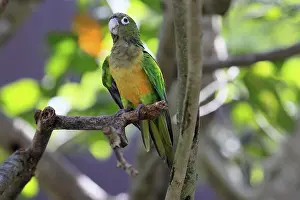 Uninhabited Forest Scenes Prints: Cactus parakeet (Eupsittula cactorum)