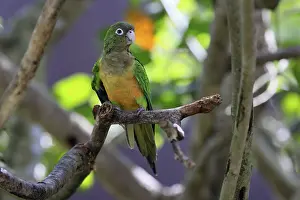 Latin America Wildlife Prints: Cactus parakeet (Eupsittula cactorum)
