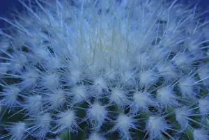 No People In The Desert Prints: Cactus surface in blue light