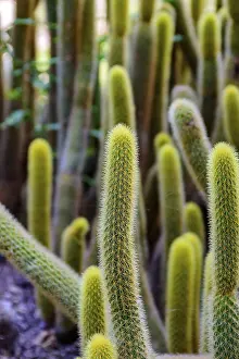 Prickly Plant Nature Prints: Detail of cactus with its thorns