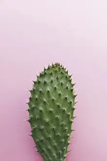 Desert Succulent Plant Prints: Cactus with many thorns colored background