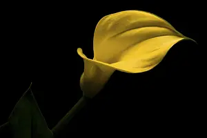 Indoor Flowering Plant Prints: Calla