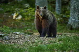 Brown Bears In Nature Prints: A calm brown bear in the forest