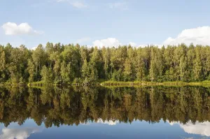 Prints of Calm river with trees reflected in the water. Shuya River in Karelia, Russia. Sunny summer day River Prints: Calm River Print: Shuya River Reflections, Karelia, Russia