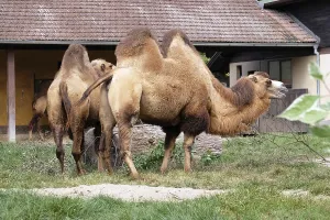 Sahara Desert Animals Prints: Camel