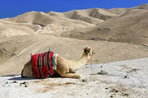 Related Prints: A Camel in the Desert Print
