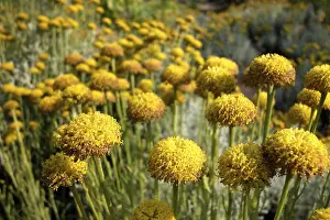 Camomile Tea Prints: Camomile