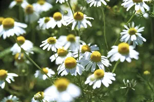 White Blossom Flower Prints: Camomile