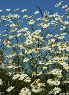 Nature Inflorescence Prints: Camomile
