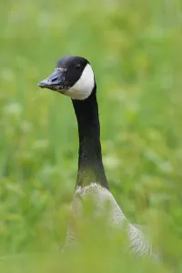 Bird Head Shot Prints: Canada Goose
