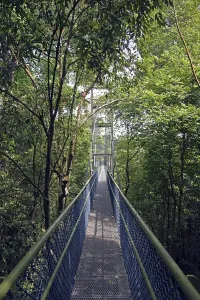Rainforest Landscape Prints: Canopy Walk Through the Rainforest