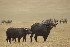 Tanzania Wildlife Refuge Prints: Cape buffalo (Syncerus caffer caffer)