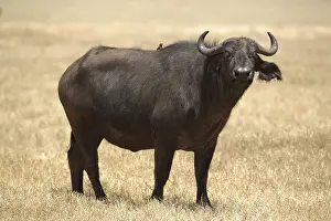 African Animal Photography Prints: Cape buffalo (Syncerus caffer caffer)