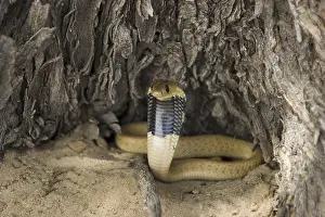 Poisonous Snake Prints: Cape Cobra