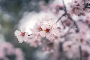 Serene Nature Photography Prints: Captivating close up of cherry blossoms