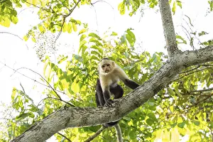 Central America Wildlife Prints: Capuchin monkey sits on a tree branch looking down