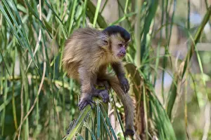 Mammal Photography Prints: A capuchin monkey sitting on a branch