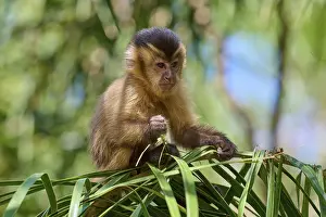 Capuchin Monkey Prints: A capuchin monkey sitting on a leaf