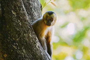 Prints of Capuchin (Sapajus) monkey is seen in the tree, in the municipal resort, in Bonito, in Mato Grosso do Sul Bonito Prints: Capuchin Monkey Print - Bonito, Mato Grosso do Sul, Brazil