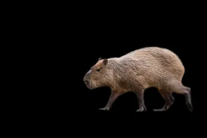 Prints of Capybara in the run on a black background Caviidae Prints: Capybara in the Run Print on Black Background