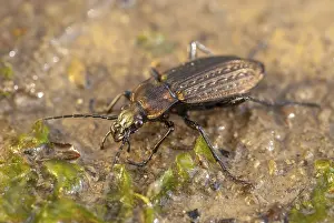 Natural Environment Pics Prints: Carabus granulatus, granulated ground beetle