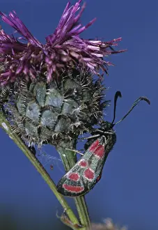 Pterygote Insects Habitat Prints: Carniolane burnet, eastern burnet moth