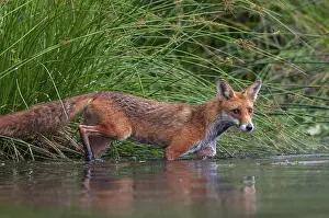 Prints of Carnivora, predators, red fox, vulpes vulpes, fox, mammals, raptors, mammals, mammals Red Fox Prints: Red Fox Print - Carnivora Predators