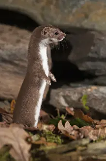 Prints of Carnivora, least weasel, mouse weasel, mustela nivalis, predators, dry-stone wall, high size, portrait format, mammals, raptors, mammals, dry stone wall Related Prints: Least Weasel Print, Mustela Nivalis Portrait