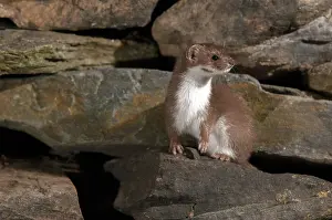 Carnivorous Mammals Prints: Carnivora, least weasel, mouse weasel