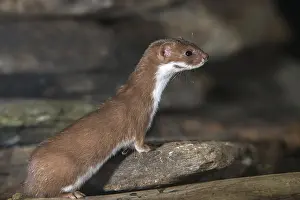 Predator Mammals Prints: Carnivora, least weasel, mouse weasel