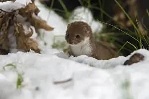 Wild Animal Predators Prints: Carnivora, least weasel, mouse weasel