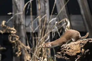 Carnivora Mammals Prints: Carnivora, least weasel, mouse weasel