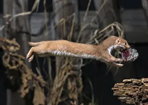 Natural Environment Wildlife Images Prints: Carnivora, least weasel, mouse weasel