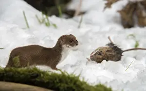 Wild Animal Predator Prints: Carnivora, least weasel, mouse weasel