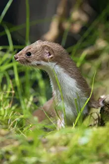 Carnivora Predators Prints: Carnivora, least weasel, mouse weasel