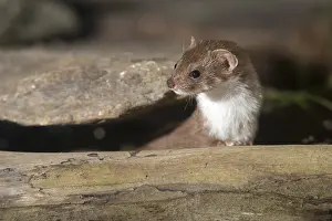 Carnivora Mammals Prints: Carnivora, least weasel, mouse weasel