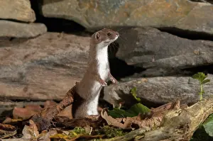 Carnivora Mammals Prints: Carnivora, least weasel, mouse weasel