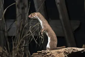 Wild Animal Photos Prints: Carnivora, least weasel, mouse weasel