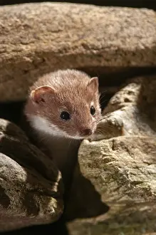 Carnivora Mammals Prints: Carnivora, least weasel, mouse weasel