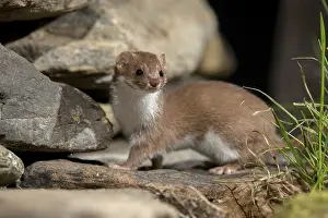 Carnivorous Mammals Prints: Carnivora, least weasel, mouse weasel