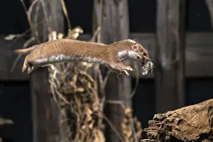Wild Animal Predators Prints: Carnivora, least weasel, mouse weasel