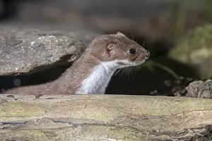 Least Weasel Prints: Carnivora, least weasel, mouse weasel