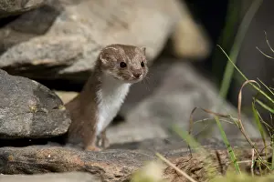 Natural Environment Images Prints: Carnivora, least weasel, mouse weasel