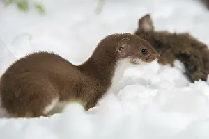 Wild Animal Predators Prints: Carnivora, least weasel, mouse weasel