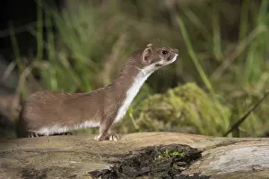 Carnivora Mammals Prints: Carnivora, least weasel, mouse weasel