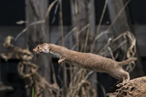 Carnivora Species Prints: Carnivora, least weasel, mouse weasel
