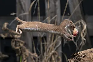 Wild Animal Predators Prints: Carnivora, least weasel, mouse weasel
