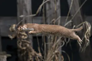 Carnivora Mammals Prints: Carnivora, least weasel, mouse weasel