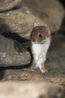 Carnivora Mammals Prints: Carnivora, least weasel, mouse weasel